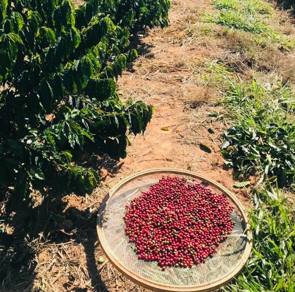Brazil Caixa Da Fruta