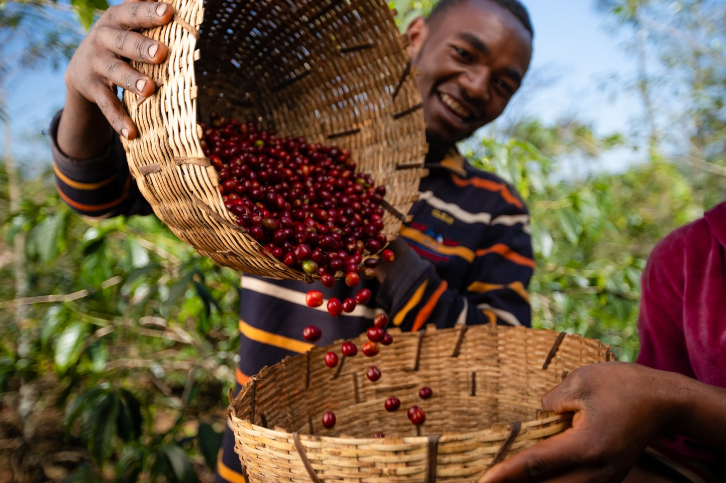 Ethiopia Halo Beriti