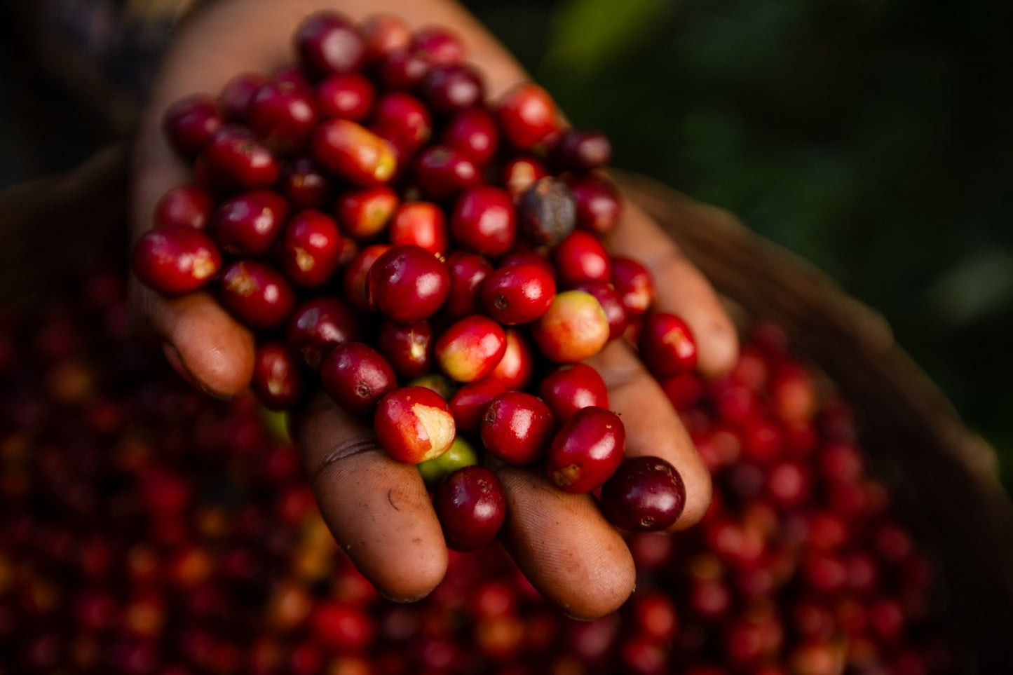 Ethiopia Gotiti Washed