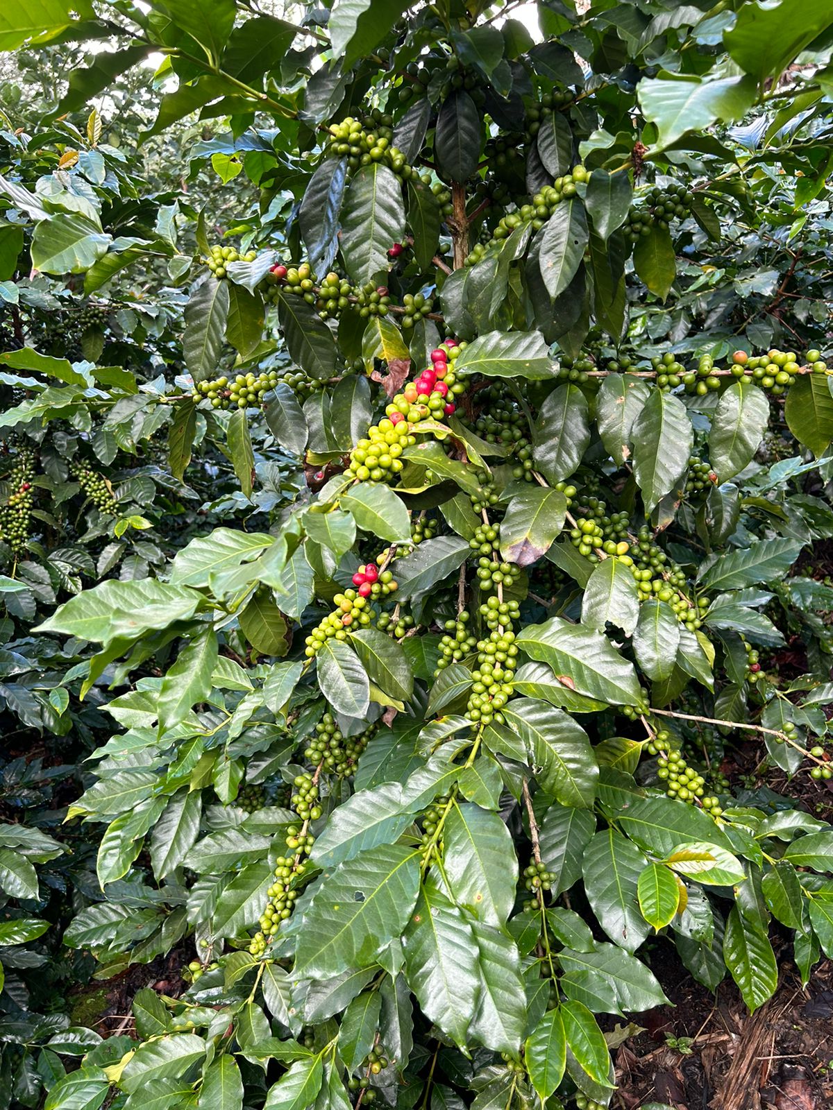 Honduras El Matazano