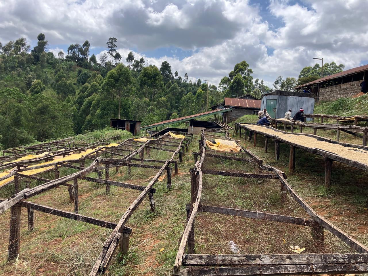 Kenya Komothai Kanake AA