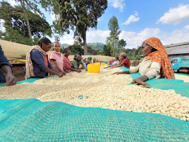 Ethiopia Lalesa Black Honey